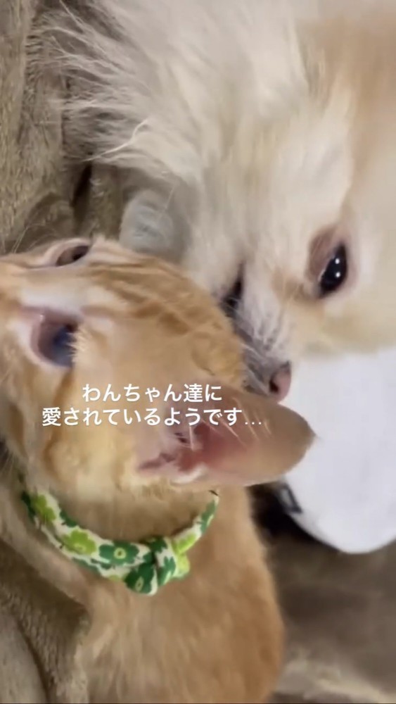 犬と遊ぶ子猫