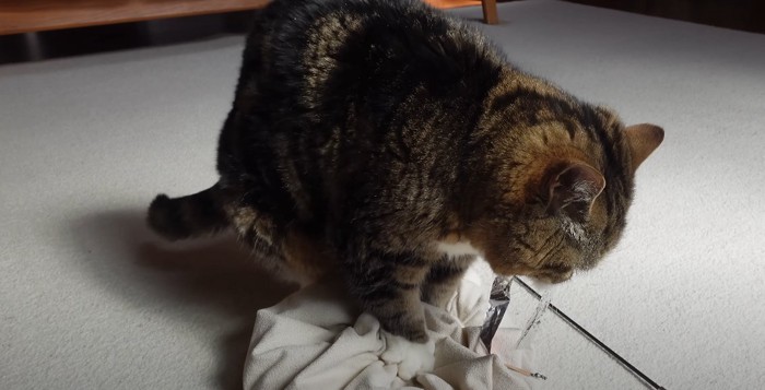 クッションをふみふみする猫