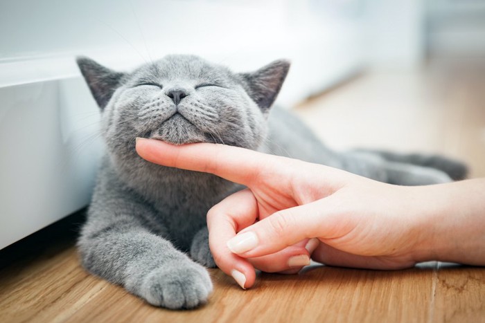 飼い主に顎を撫でられて気持ちよさそうに目を瞑る猫