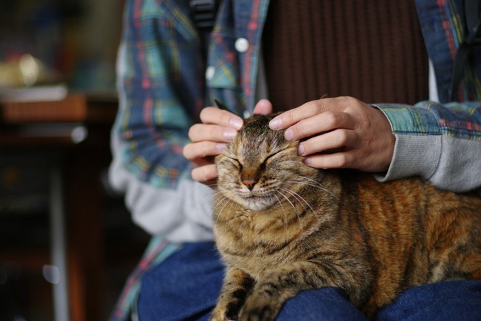 膝の上で頭をもまれて気持ちよさそうな猫