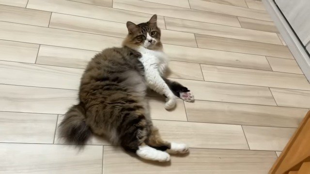 床に寝る猫