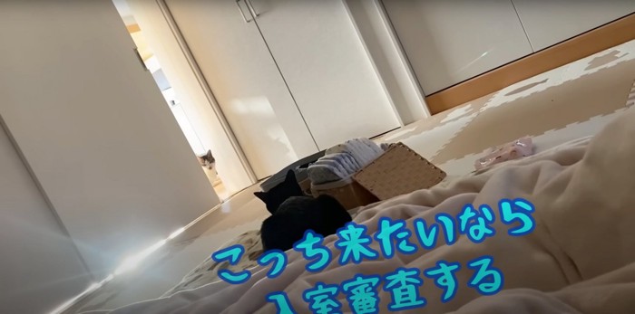 たたみちゃんを警戒するくまごろうくん