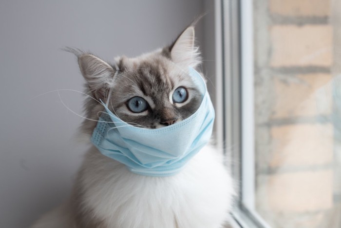 マスクをする猫