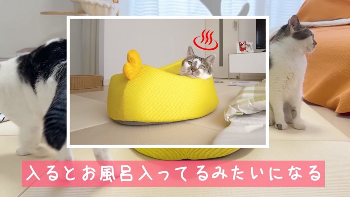 アヒルに乗るささみくん