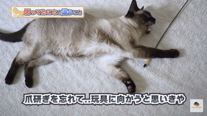 横たわるシャム猫