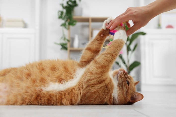 飼い主とおもちゃで遊ぶ猫