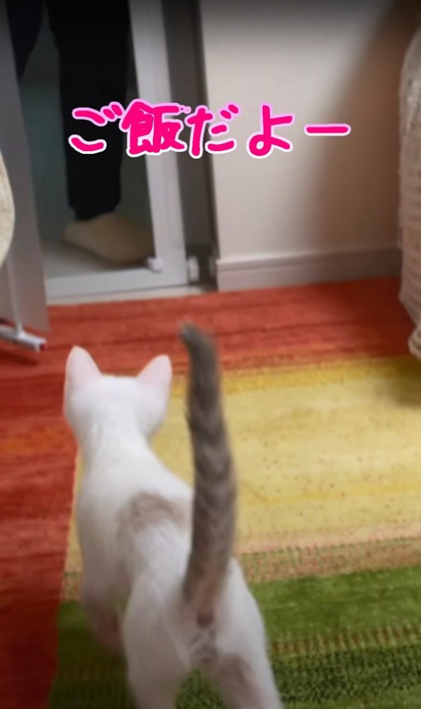 ママさんの下へ行くハクちゃん