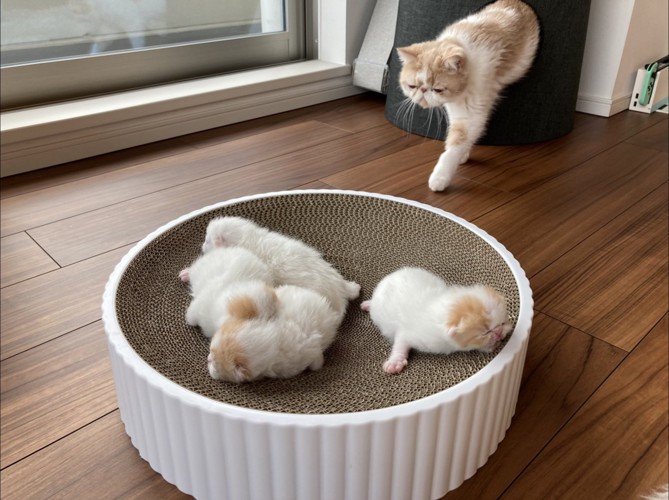 穴から出て子猫の方に歩く猫