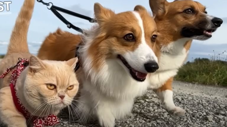 河原を散歩する猫と犬