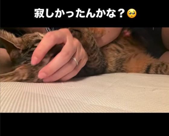 人の手のひらに顔をうずめる猫