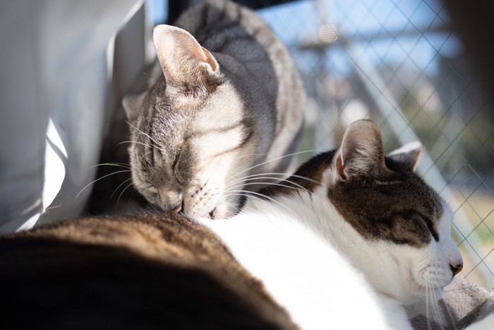 毛づくろいする猫とされる猫