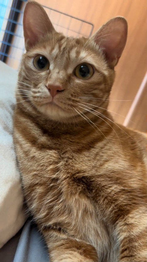 前を見る猫