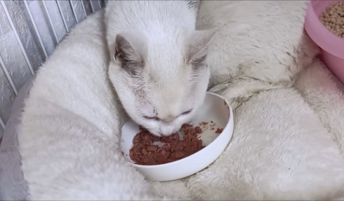 ご飯を食べ始めてくれた白ちゃん