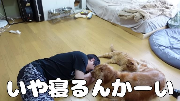 倒れている男性と座る猫