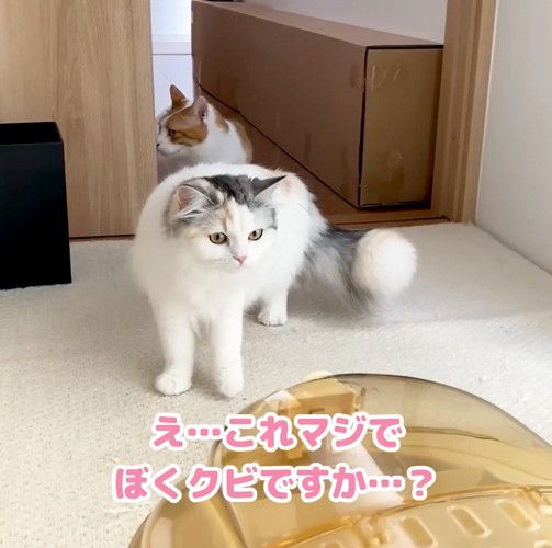 子猫の入ったキャリーを凝視する三毛猫