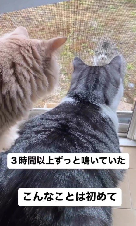 外猫と家猫