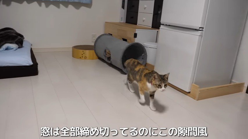 雷の音が怖くて部屋のなかを歩き回るおたまちゃん