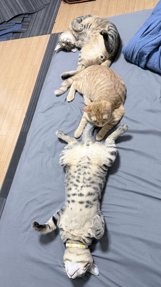 3匹の猫が縦並びになっている光景