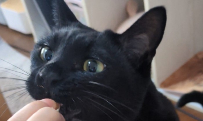 つぶらな瞳の猫