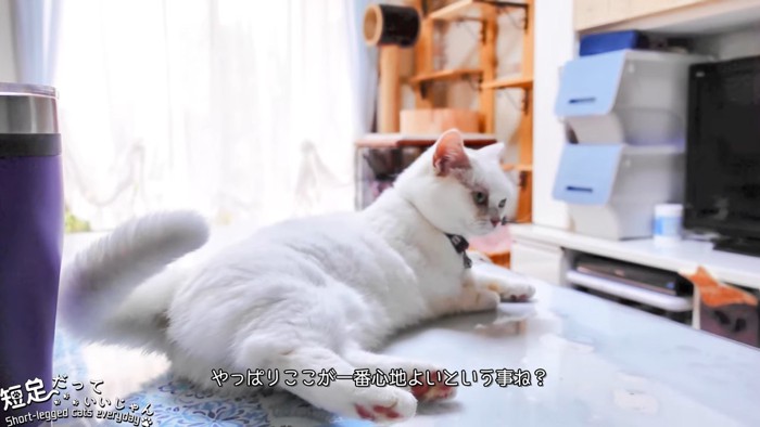 テーブルの上で寝そべる猫