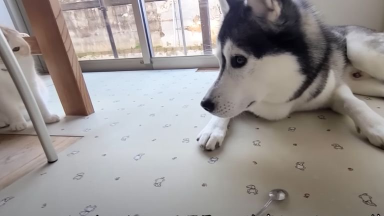 近くに座る犬と猫