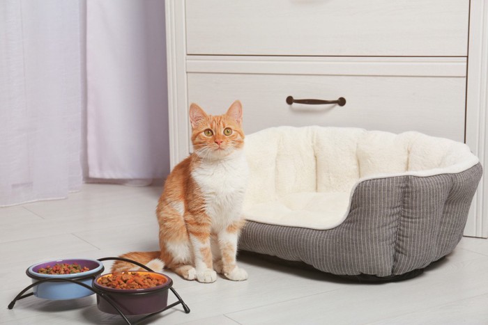 猫の食器と寝床