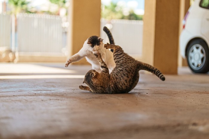 ケンカする2匹の猫