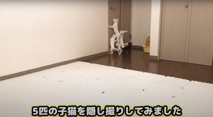 隠し撮りされる子猫たち