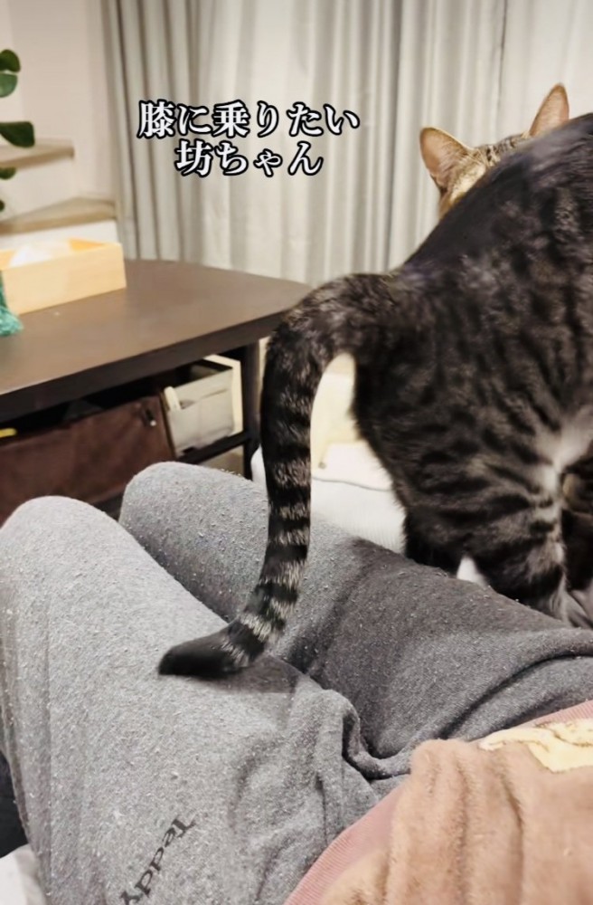 ママの膝の上から移動するキジ白猫