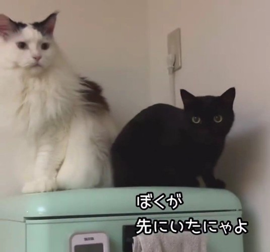 冷蔵庫の上に乗っている2匹の猫