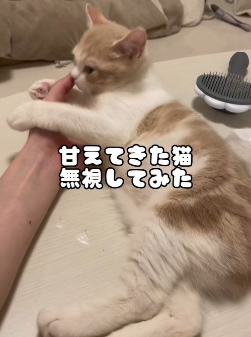 甘えてきた猫をあえて無視する飼い主