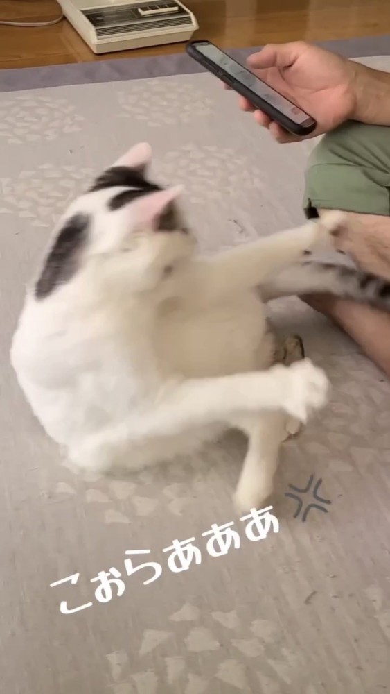 振り返って怒る猫