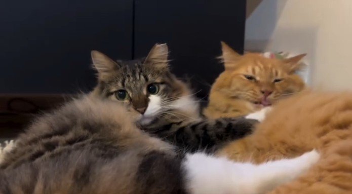 2匹の猫（茶トラが舌を出す）