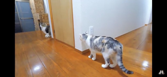 距離を取る猫