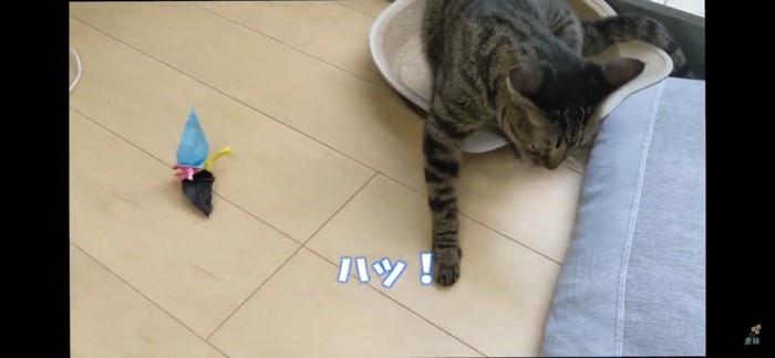 遊ぶのをやめる猫