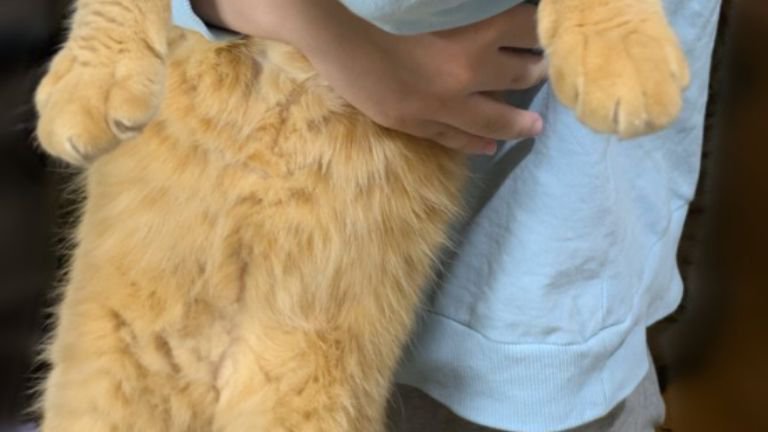 抱かれている猫