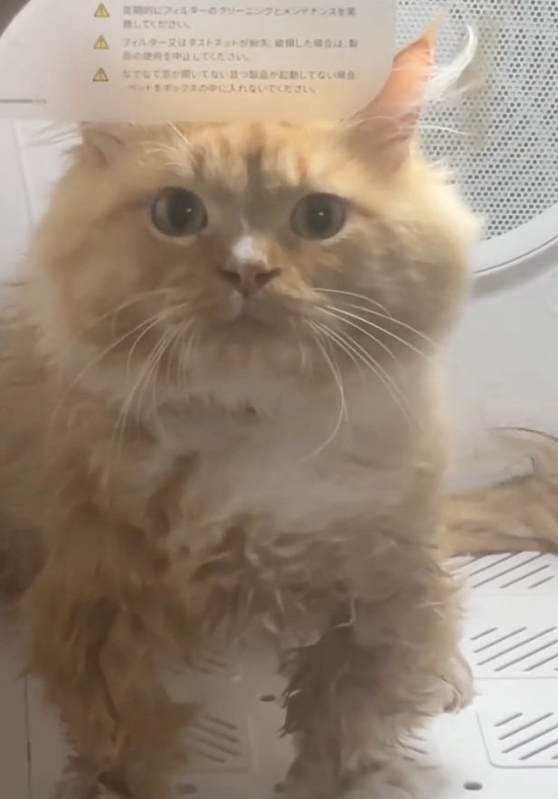 見つめる猫