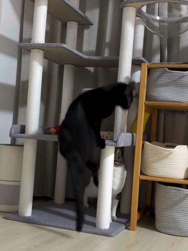 キャットタワーから滑り落ちる黒猫
