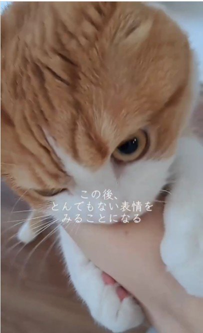 人の腕を噛んでいる猫