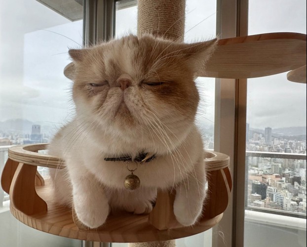 目を瞑って正面を向く猫
