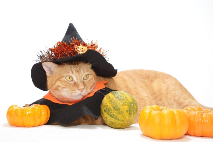 ハロウィンの仮装をした猫