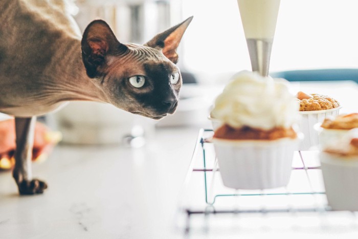 ケーキに興味を持つ猫