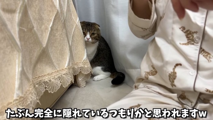 隠れる猫