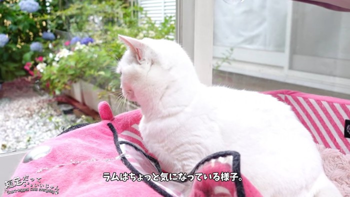 外を見る猫