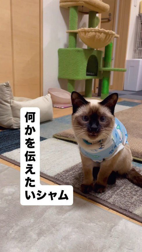 自分から何度も鳴く猫