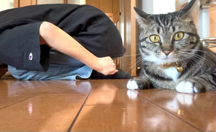 こちらを見る猫