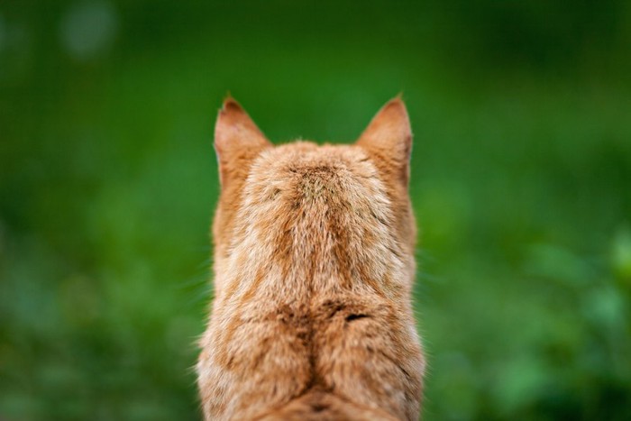 茶トラ猫の後ろ姿