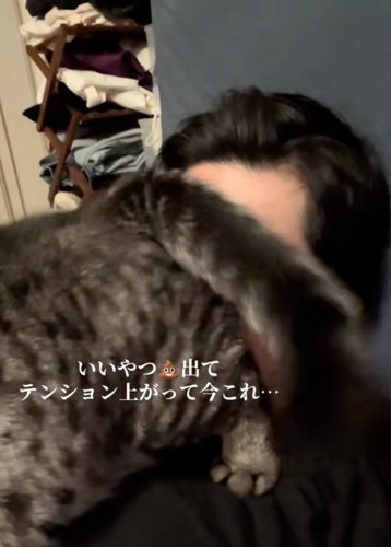 しっぽを振る猫