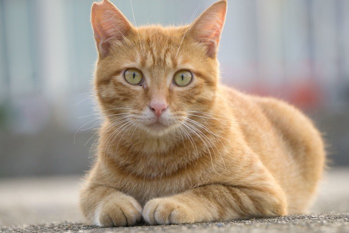 去勢されて耳をカットされた地域猫