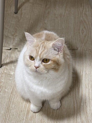 遊んでほしそうな猫